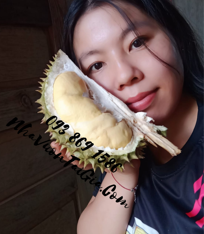 Sầu Riêng Ri6 rụng chín cây giá sầu riêng ri6 hôm nay