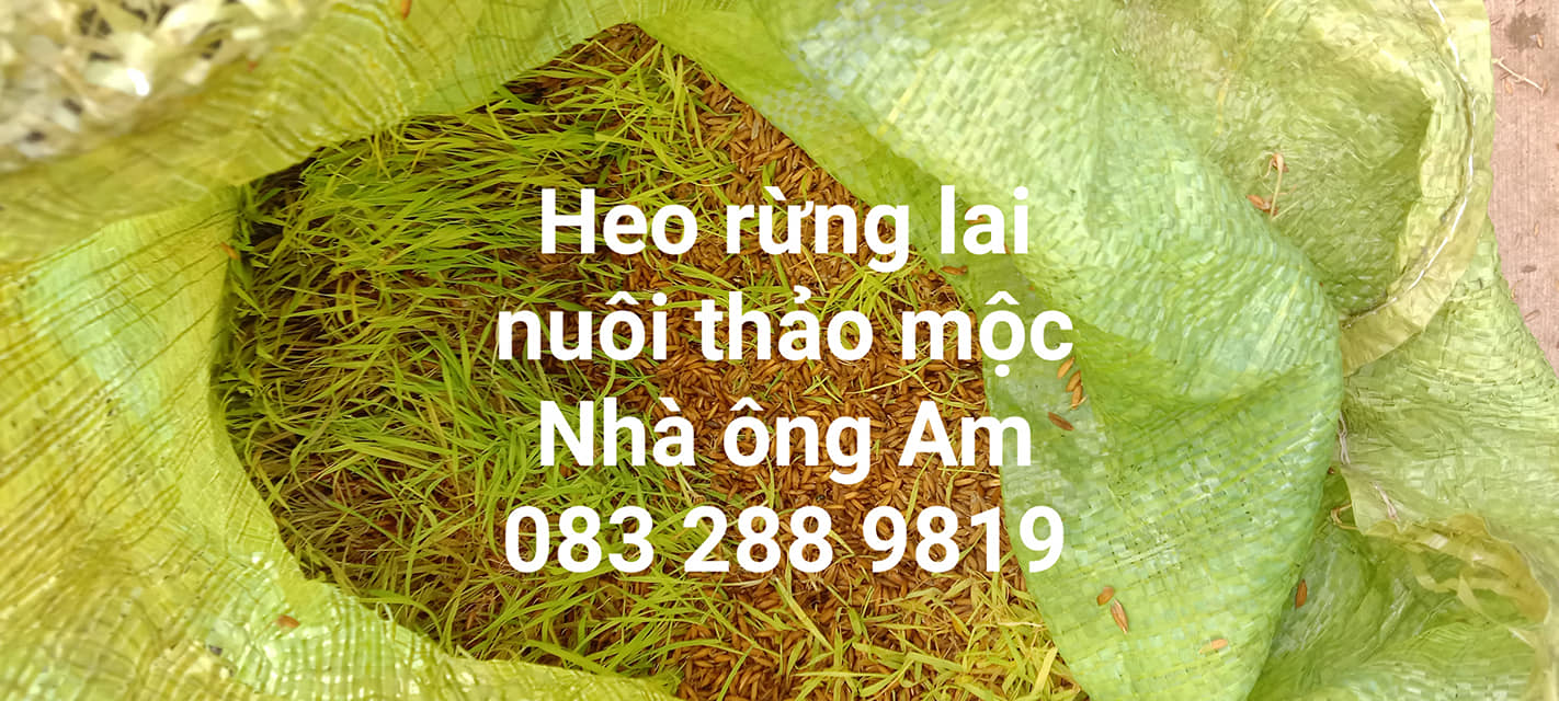 Heo ăn chay, heo ăn chuối nhà em có nuôi khép kín không ? Khép kín theo ý chị là sao ạ ? - Là kiểu tự cung tự cấp đó em  - Dạ lần đầu em nghe khái niệm khép kín lạ à nghe! Khép kín kiểu đó có mà nhà em quanh năm suốt tháng ngập trong thịt heo mất. Nói vui chứ heo nhà em nuôi sử dụng nguồn thức ăn ngay tại vườn nhà và địa phương bản địa tại huyện Đạ Tẻh - Lâm Đồng. Cây chuối thì từ đầu xã đến cuối xã đầy ra  Cỏ trồng được Cỏ dại trong vườn cũng lắm. Lúa ngô thì bà con trồng đầy ra Mẹ em còn làm lúa mầm ủ cho heo ăn nữa cơ. Nói chung nuôi heo theo kiểu truyền thống đúng kiểu lấy công làm lời chứ nuôi cám công nghiệp như he0 tăng trọng siêu nạc có mà lỗ sặc máu. Bố mẹ em cũng rất nhanh nhạy cải tiến những cái giảm thiểu sức lao động nhất có thể để vận hành Trại heo rừng, gà vịt luân phiên nhau. Giá thành ra heo rừng lai hơi ở mức 120k/kg, nhiều người nhắn em 