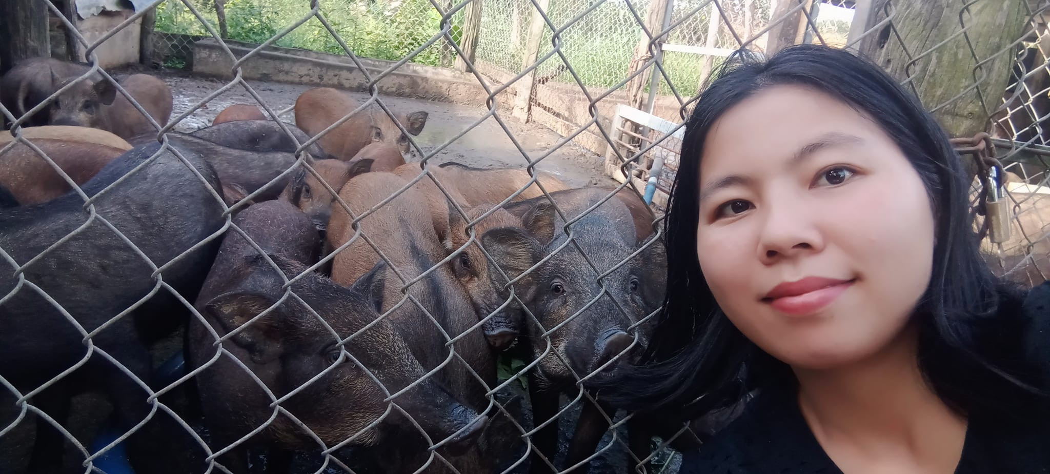 Heo ăn chay, heo ăn chuối nhà em có nuôi khép kín không ? Khép kín theo ý chị là sao ạ ? - Là kiểu tự cung tự cấp đó em  - Dạ lần đầu em nghe khái niệm khép kín lạ à nghe! Khép kín kiểu đó có mà nhà em quanh năm suốt tháng ngập trong thịt heo mất. Nói vui chứ heo nhà em nuôi sử dụng nguồn thức ăn ngay tại vườn nhà và địa phương bản địa tại huyện Đạ Tẻh - Lâm Đồng. Cây chuối thì từ đầu xã đến cuối xã đầy ra  Cỏ trồng được Cỏ dại trong vườn cũng lắm. Lúa ngô thì bà con trồng đầy ra Mẹ em còn làm lúa mầm ủ cho heo ăn nữa cơ. Nói chung nuôi heo theo kiểu truyền thống đúng kiểu lấy công làm lời chứ nuôi cám công nghiệp như he0 tăng trọng siêu nạc có mà lỗ sặc máu. Bố mẹ em cũng rất nhanh nhạy cải tiến những cái giảm thiểu sức lao động nhất có thể để vận hành Trại heo rừng, gà vịt luân phiên nhau. Giá thành ra heo rừng lai hơi ở mức 120k/kg, nhiều người nhắn em 