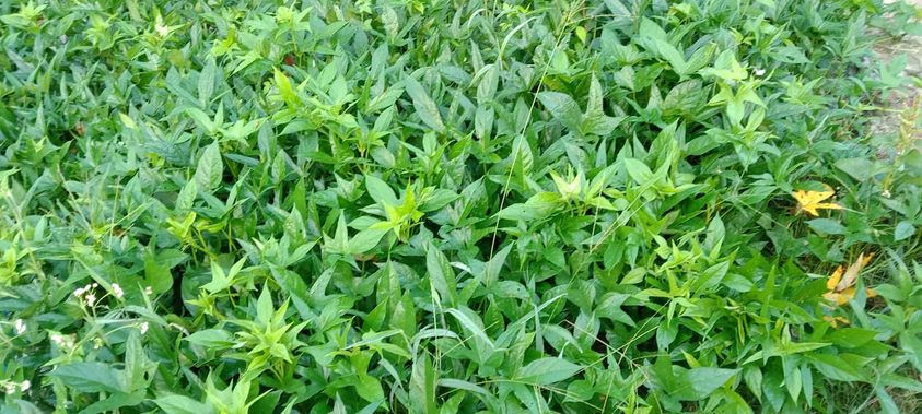 Heo ăn chay, heo ăn chuối nhà em có nuôi khép kín không ? Khép kín theo ý chị là sao ạ ? - Là kiểu tự cung tự cấp đó em  - Dạ lần đầu em nghe khái niệm khép kín lạ à nghe! Khép kín kiểu đó có mà nhà em quanh năm suốt tháng ngập trong thịt heo mất. Nói vui chứ heo nhà em nuôi sử dụng nguồn thức ăn ngay tại vườn nhà và địa phương bản địa tại huyện Đạ Tẻh - Lâm Đồng. Cây chuối thì từ đầu xã đến cuối xã đầy ra  Cỏ trồng được Cỏ dại trong vườn cũng lắm. Lúa ngô thì bà con trồng đầy ra Mẹ em còn làm lúa mầm ủ cho heo ăn nữa cơ. Nói chung nuôi heo theo kiểu truyền thống đúng kiểu lấy công làm lời chứ nuôi cám công nghiệp như he0 tăng trọng siêu nạc có mà lỗ sặc máu. Bố mẹ em cũng rất nhanh nhạy cải tiến những cái giảm thiểu sức lao động nhất có thể để vận hành Trại heo rừng, gà vịt luân phiên nhau. Giá thành ra heo rừng lai hơi ở mức 120k/kg, nhiều người nhắn em 
