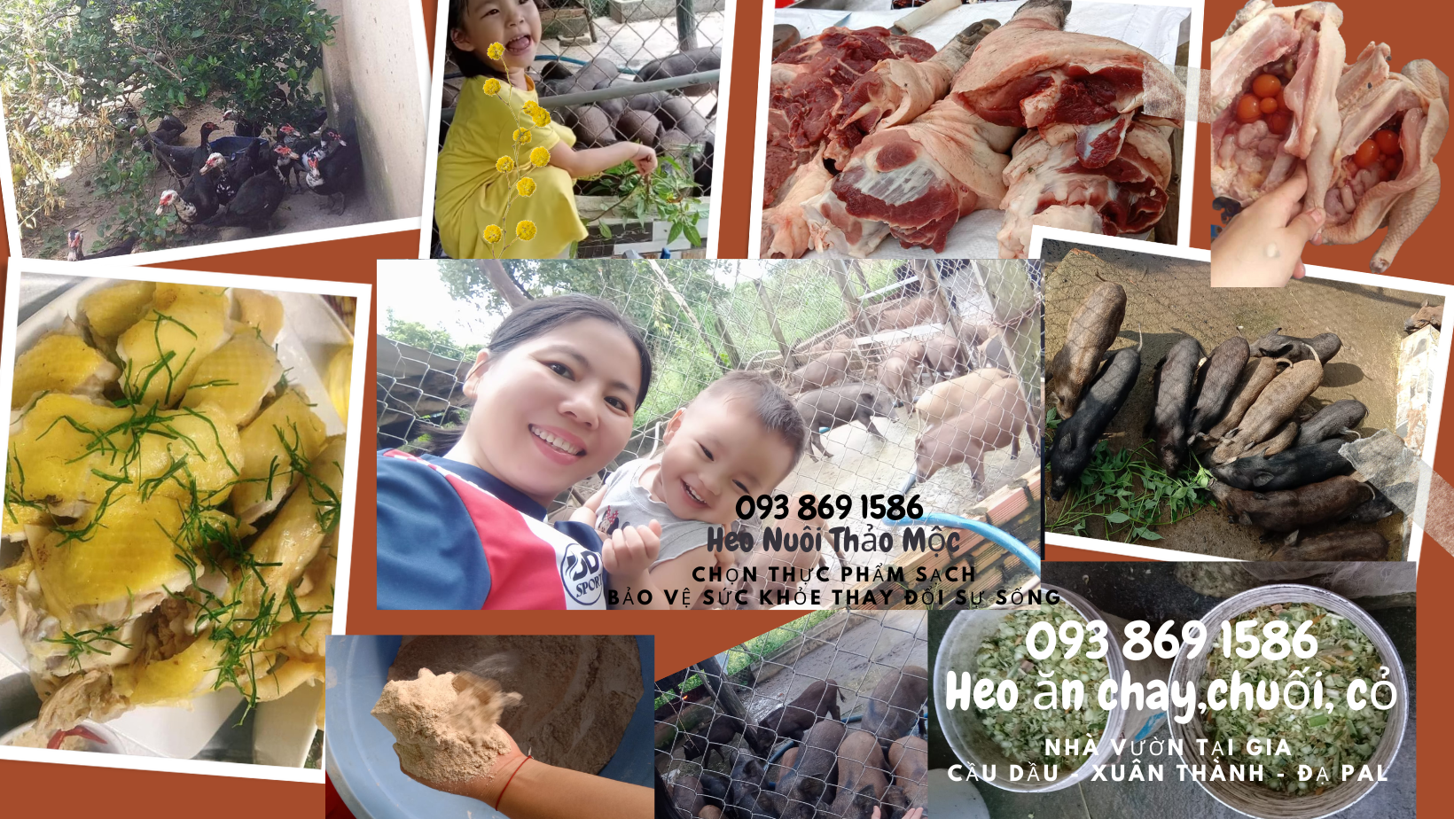 Heo ăn chay, heo ăn chuối nhà em có nuôi khép kín không ? Khép kín theo ý chị là sao ạ ? - Là kiểu tự cung tự cấp đó em  - Dạ lần đầu em nghe khái niệm khép kín lạ à nghe! Khép kín kiểu đó có mà nhà em quanh năm suốt tháng ngập trong thịt heo mất. Nói vui chứ heo nhà em nuôi sử dụng nguồn thức ăn ngay tại vườn nhà và địa phương bản địa tại huyện Đạ Tẻh - Lâm Đồng. Cây chuối thì từ đầu xã đến cuối xã đầy ra  Cỏ trồng được Cỏ dại trong vườn cũng lắm. Lúa ngô thì bà con trồng đầy ra Mẹ em còn làm lúa mầm ủ cho heo ăn nữa cơ. Nói chung nuôi heo theo kiểu truyền thống đúng kiểu lấy công làm lời chứ nuôi cám công nghiệp như he0 tăng trọng siêu nạc có mà lỗ sặc máu. Bố mẹ em cũng rất nhanh nhạy cải tiến những cái giảm thiểu sức lao động nhất có thể để vận hành Trại heo rừng, gà vịt luân phiên nhau. Giá thành ra heo rừng lai hơi ở mức 120k/kg, nhiều người nhắn em 