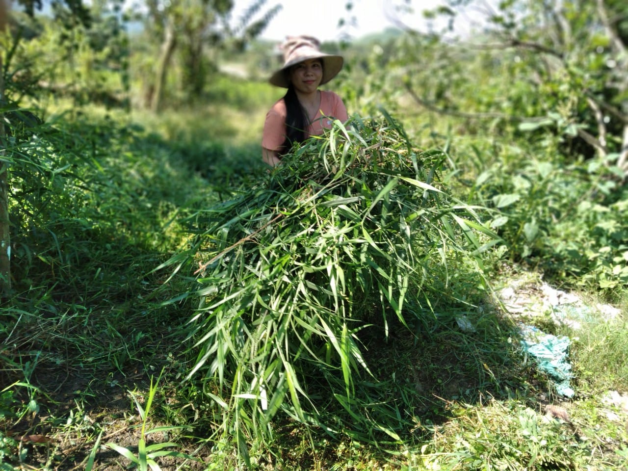 Heo ăn chay, heo ăn chuối nhà em có nuôi khép kín không ? Khép kín theo ý chị là sao ạ ? - Là kiểu tự cung tự cấp đó em  - Dạ lần đầu em nghe khái niệm khép kín lạ à nghe! Khép kín kiểu đó có mà nhà em quanh năm suốt tháng ngập trong thịt heo mất. Nói vui chứ heo nhà em nuôi sử dụng nguồn thức ăn ngay tại vườn nhà và địa phương bản địa tại huyện Đạ Tẻh - Lâm Đồng. Cây chuối thì từ đầu xã đến cuối xã đầy ra  Cỏ trồng được Cỏ dại trong vườn cũng lắm. Lúa ngô thì bà con trồng đầy ra Mẹ em còn làm lúa mầm ủ cho heo ăn nữa cơ. Nói chung nuôi heo theo kiểu truyền thống đúng kiểu lấy công làm lời chứ nuôi cám công nghiệp như he0 tăng trọng siêu nạc có mà lỗ sặc máu. Bố mẹ em cũng rất nhanh nhạy cải tiến những cái giảm thiểu sức lao động nhất có thể để vận hành Trại heo rừng, gà vịt luân phiên nhau. Giá thành ra heo rừng lai hơi ở mức 120k/kg, nhiều người nhắn em 