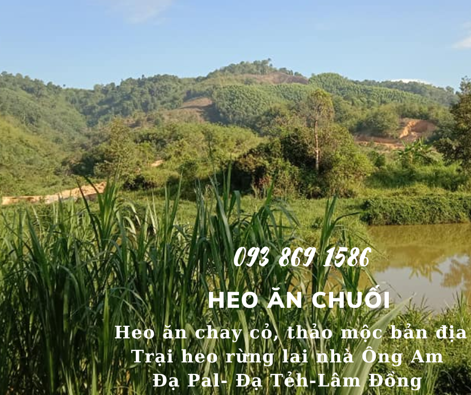 Heo ăn chuối chay thảo mộc Nhà ông Am Đạ Pal Lâm Đồng giá thịt heo bình ổn quanh năm từ trại Heo Rừng Lai 