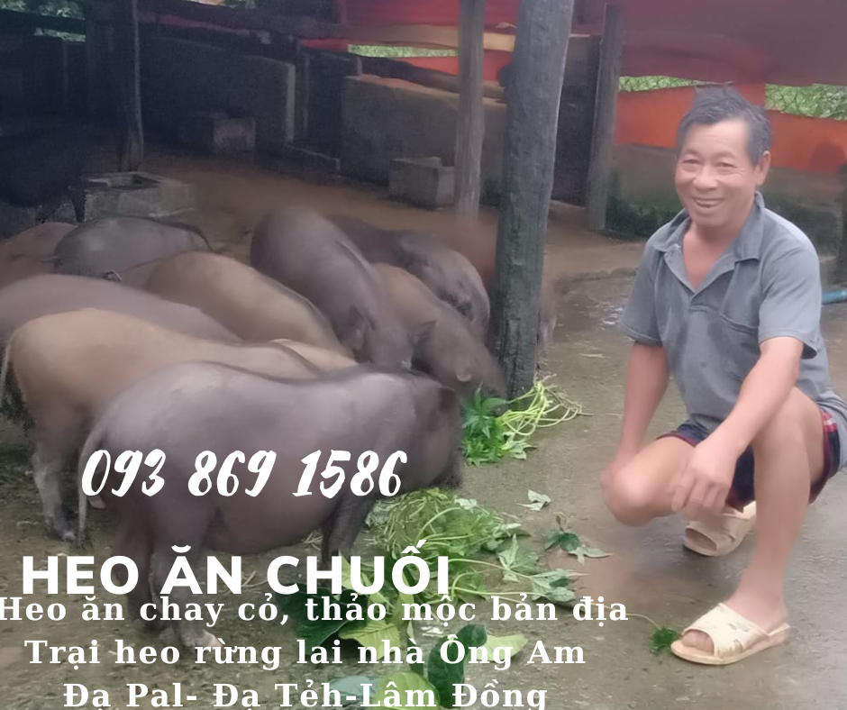 Heo ăn chuối chay thảo mộc Nhà ông Am Đạ Pal Lâm Đồng giá thịt heo bình ổn quanh năm từ trại Heo Rừng Lai 