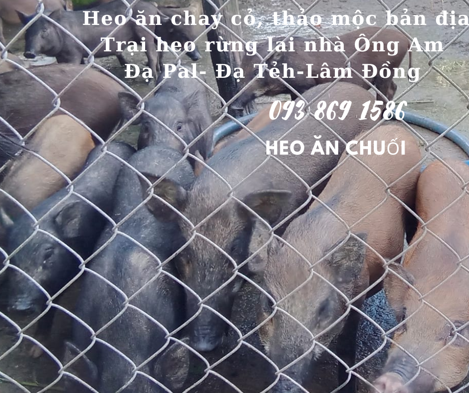 Heo ăn chuối chay thảo mộc Nhà ông Am Đạ Pal Lâm Đồng giá thịt heo bình ổn quanh năm từ trại Heo Rừng Lai 