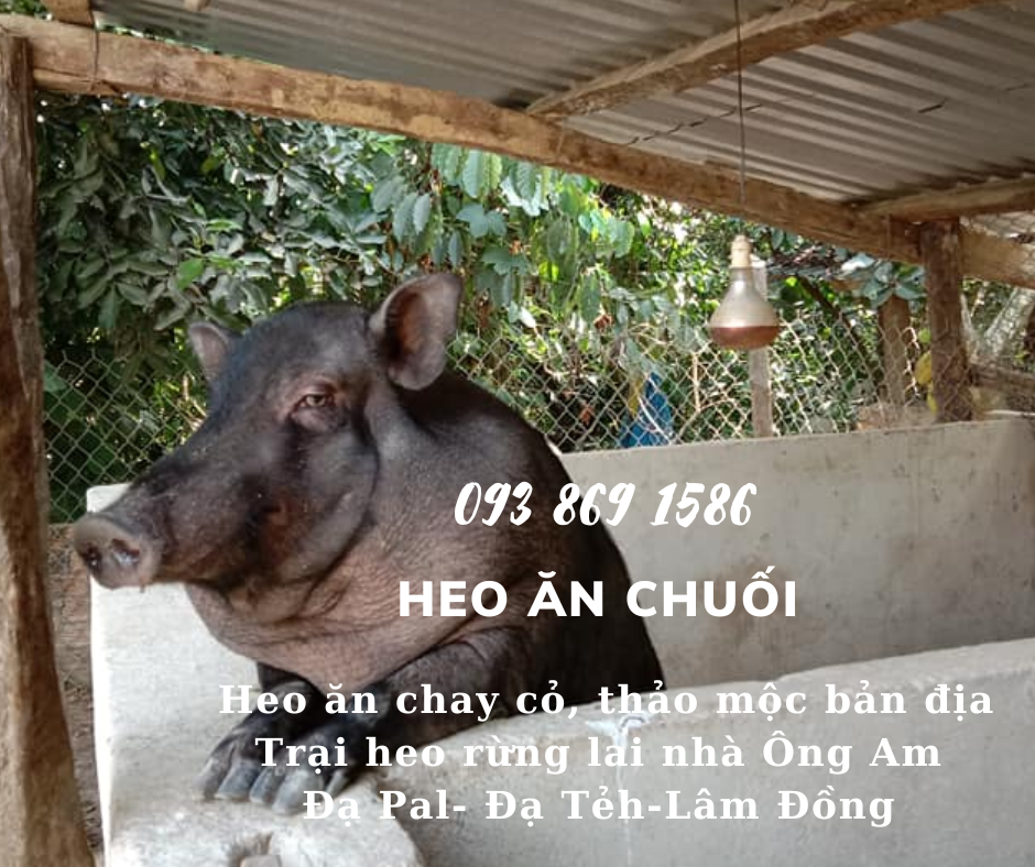 Heo ăn chuối chay thảo mộc Nhà ông Am Đạ Pal Lâm Đồng giá thịt heo bình ổn quanh năm từ trại Heo Rừng Lai 