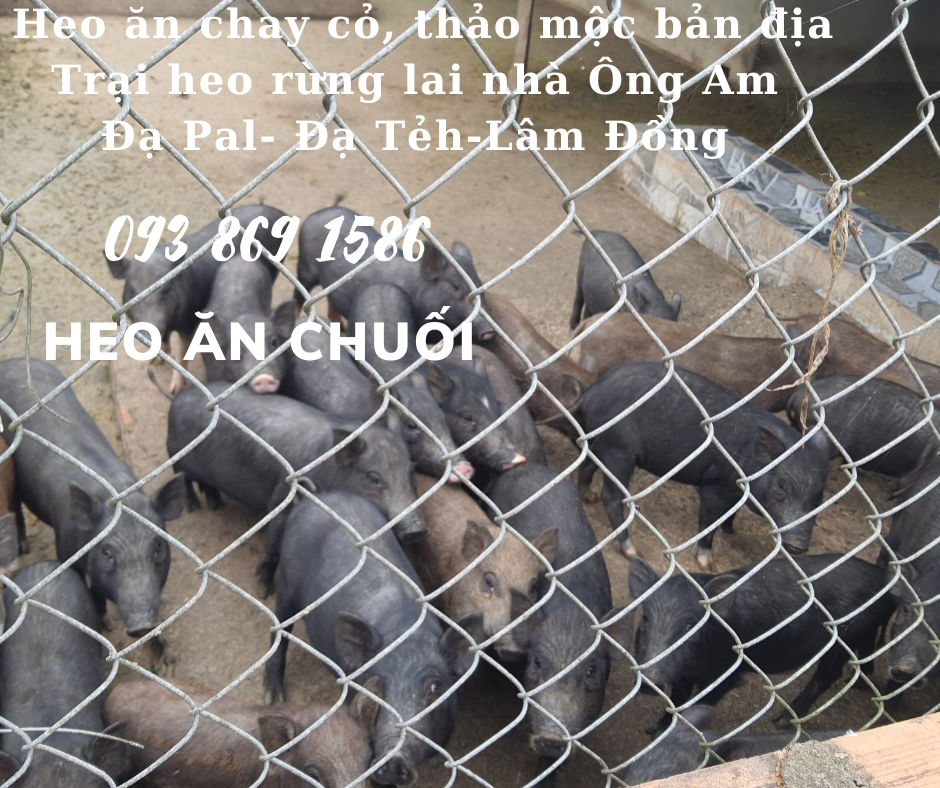 Heo ăn chuối chay thảo mộc Nhà ông Am Đạ Pal Lâm Đồng giá thịt heo bình ổn quanh năm từ trại Heo Rừng Lai 