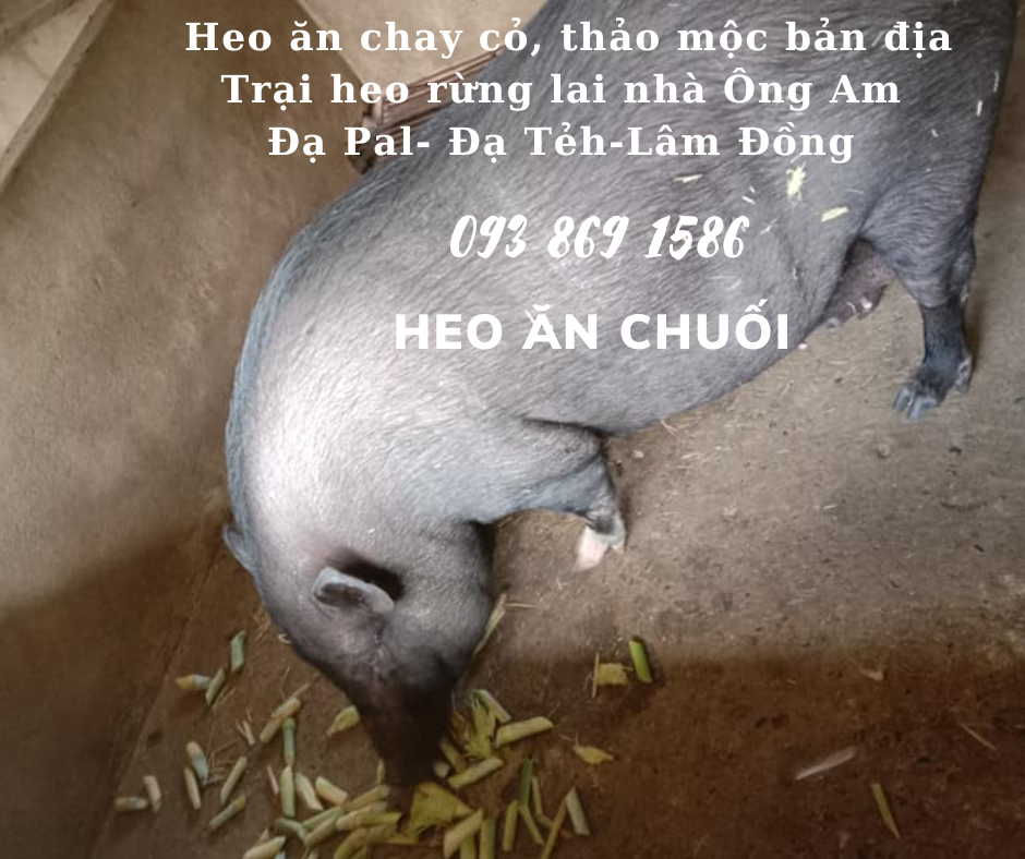 Heo ăn chuối chay thảo mộc Nhà ông Am Đạ Pal Lâm Đồng giá thịt heo bình ổn quanh năm từ trại Heo Rừng Lai 