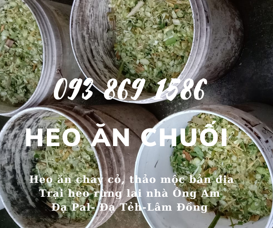 Heo ăn chuối chay thảo mộc Nhà ông Am Đạ Pal Lâm Đồng giá thịt heo bình ổn quanh năm từ trại Heo Rừng Lai 