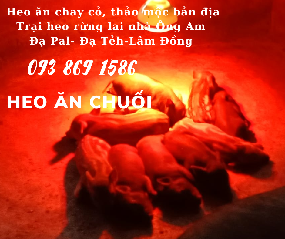 Heo ăn chuối chay thảo mộc Nhà ông Am Đạ Pal Lâm Đồng giá thịt heo bình ổn quanh năm từ trại Heo Rừng Lai 