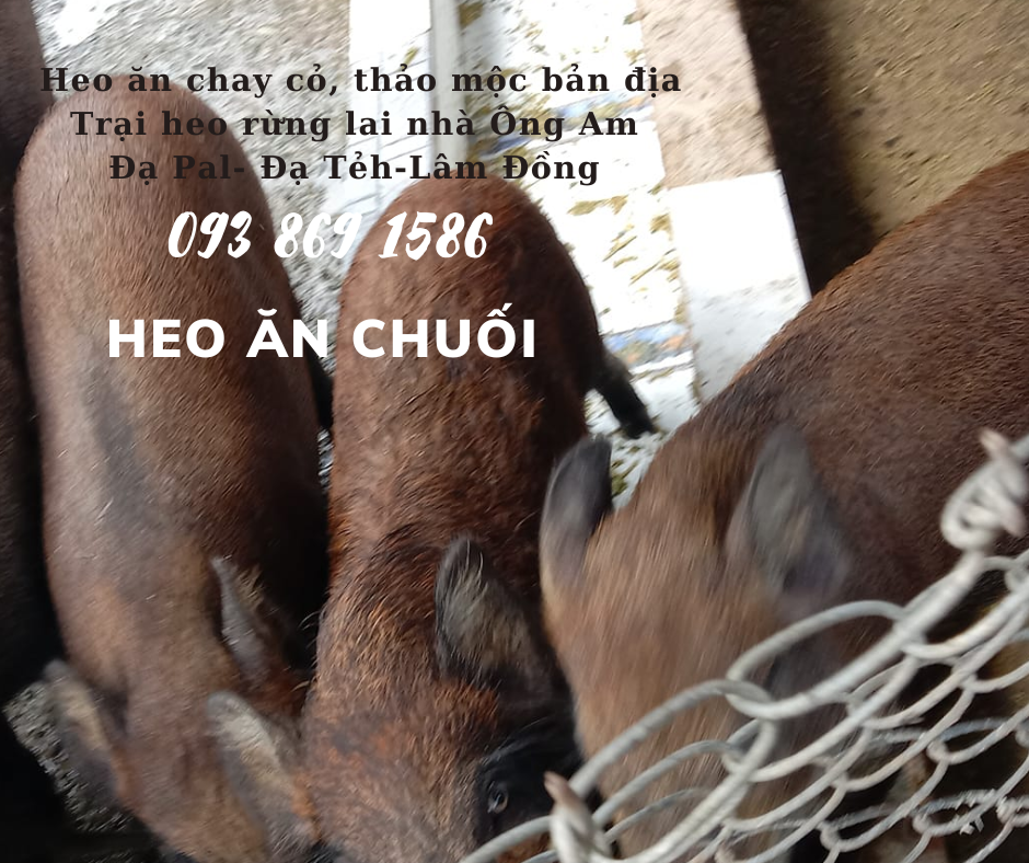 Heo ăn chuối chay thảo mộc Nhà ông Am Đạ Pal Lâm Đồng giá thịt heo bình ổn quanh năm từ trại Heo Rừng Lai 