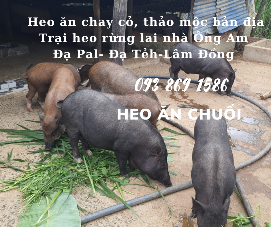 Heo ăn chuối chay thảo mộc Nhà ông Am Đạ Pal Lâm Đồng giá thịt heo bình ổn quanh năm từ trại Heo Rừng Lai 