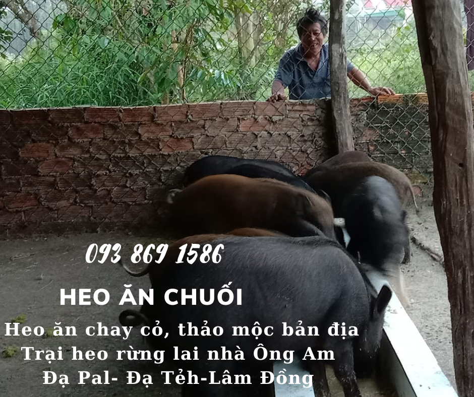 Heo ăn chuối chay thảo mộc Nhà ông Am Đạ Pal Lâm Đồng giá thịt heo bình ổn quanh năm từ trại Heo Rừng Lai 