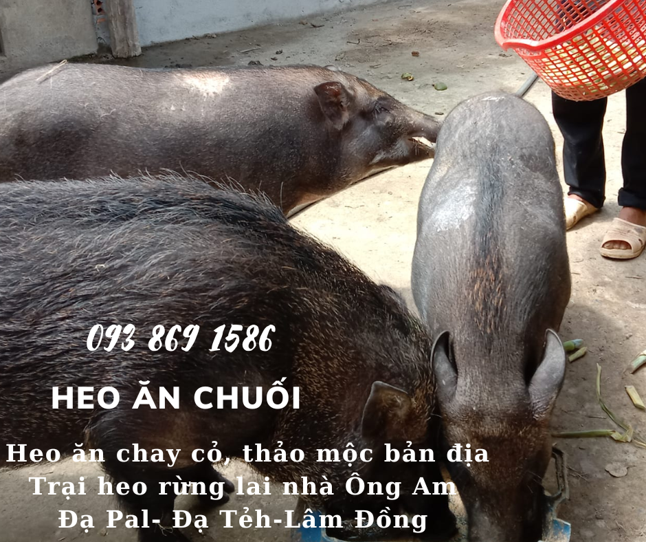 Heo ăn chuối chay thảo mộc Nhà ông Am Đạ Pal Lâm Đồng giá thịt heo bình ổn quanh năm từ trại Heo Rừng Lai 