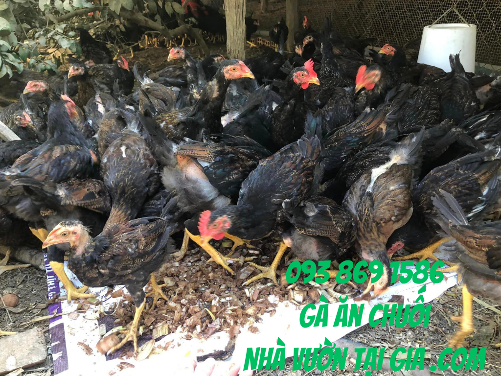 Gà Ăn Chuối Nhà Vườn Tại Gia thịt thơm ngon, nguồn thực phẩm sạch bảo vệ sự sống