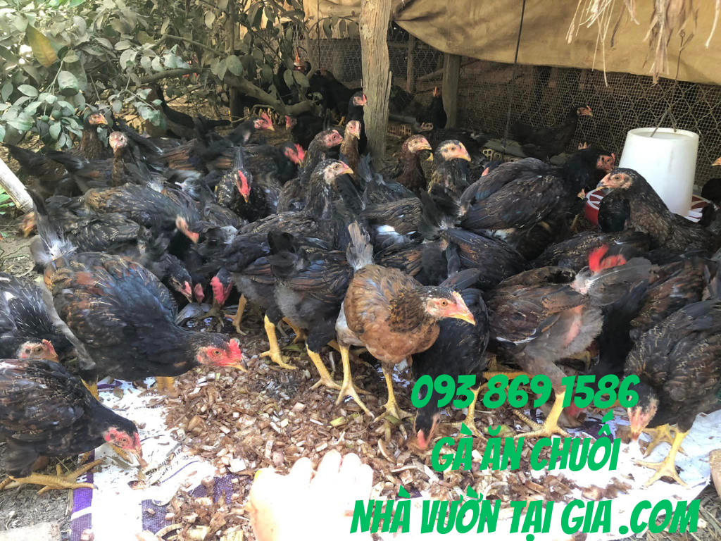 Gà Ăn Chuối Nhà Vườn Tại Gia thịt thơm ngon, nguồn thực phẩm sạch bảo vệ sự sống