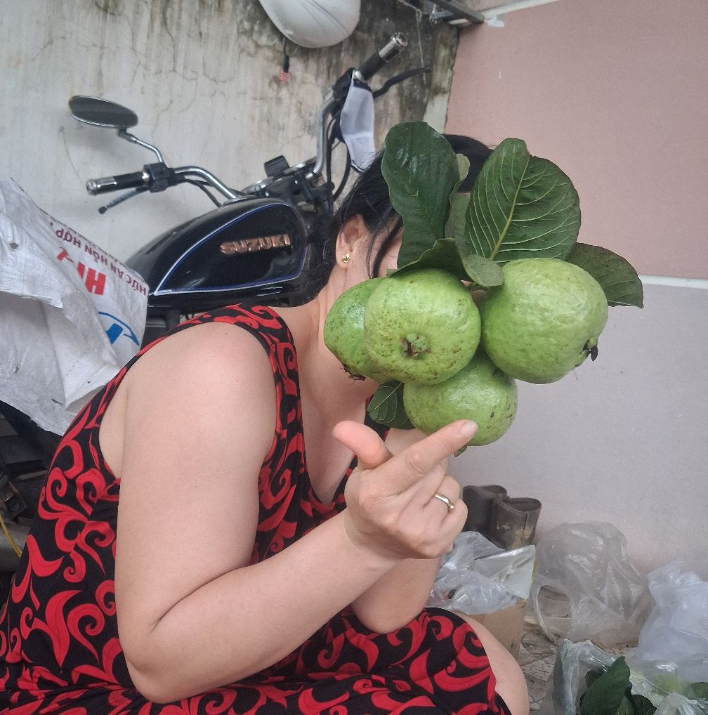 Ổi ruby ruột đỏ nguồn ổi sạch không thuốc giới thiệu kênh Tiktok nhà vườn Đạt Lý Lâm Đồng