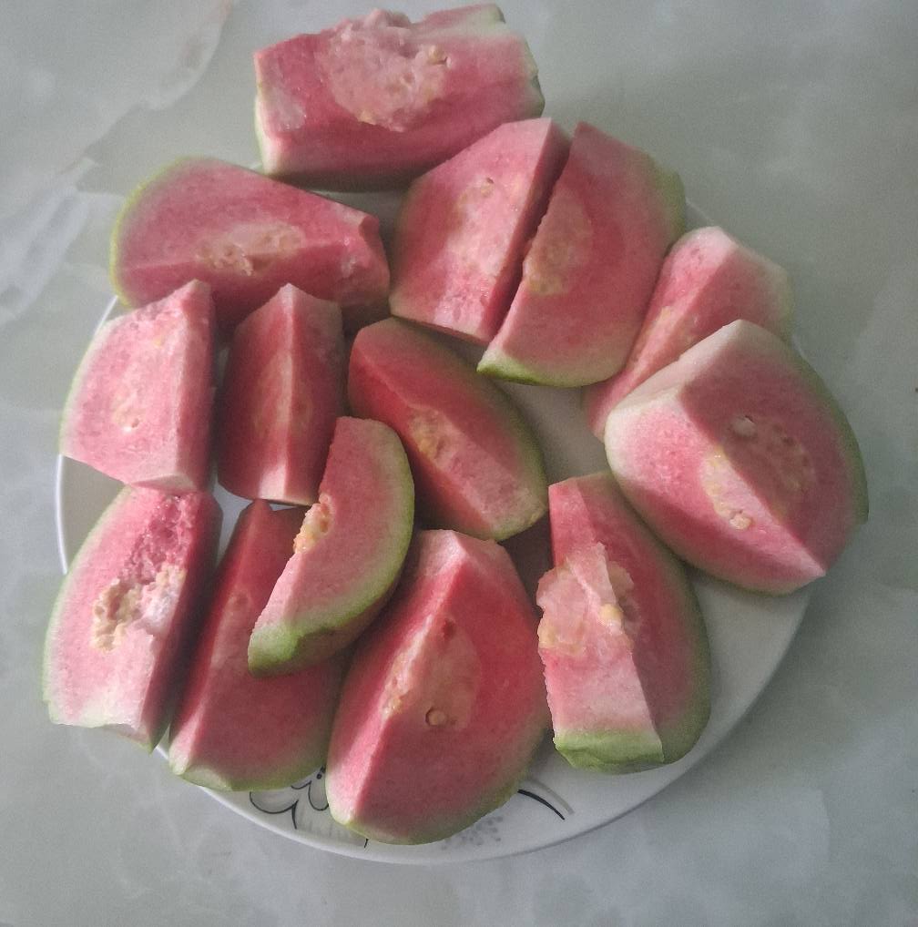 Ổi ruby ruột đỏ nguồn ổi sạch không thuốc giới thiệu kênh Tiktok nhà vườn Đạt Lý Lâm Đồng